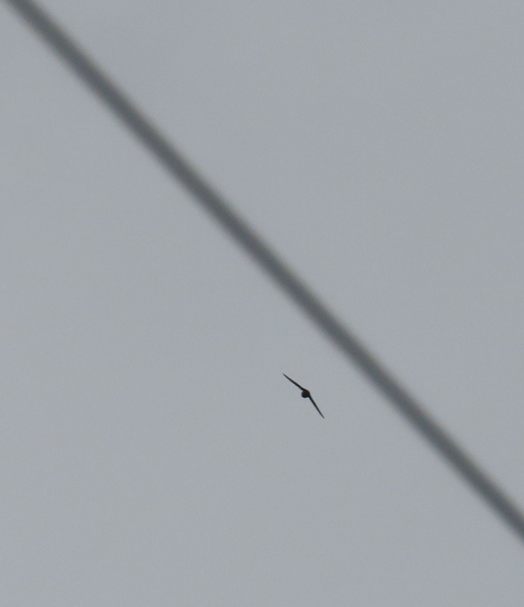 Gray-rumped Swift - ML637241476