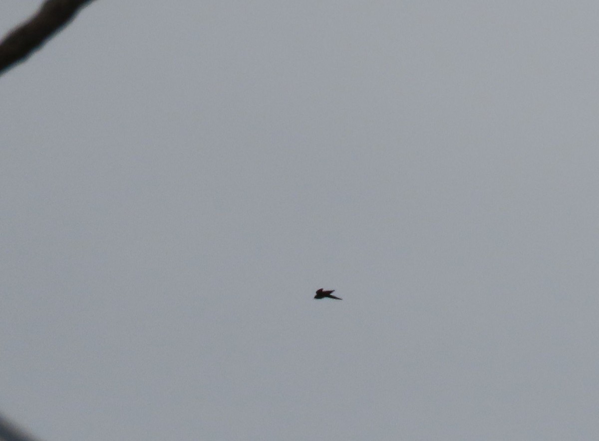 Gray-rumped Swift - ML637241477