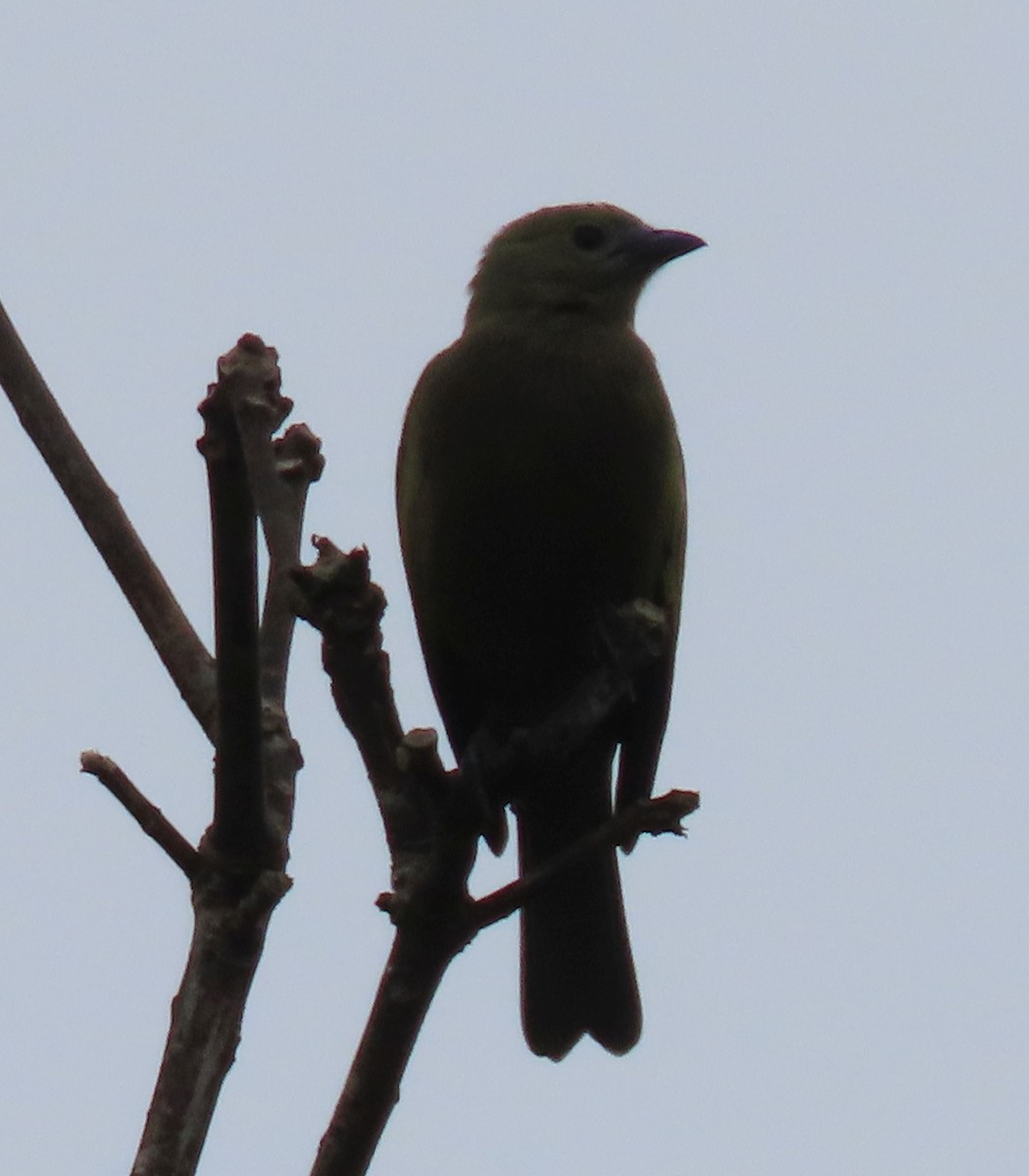 Palm Tanager - ML637241545