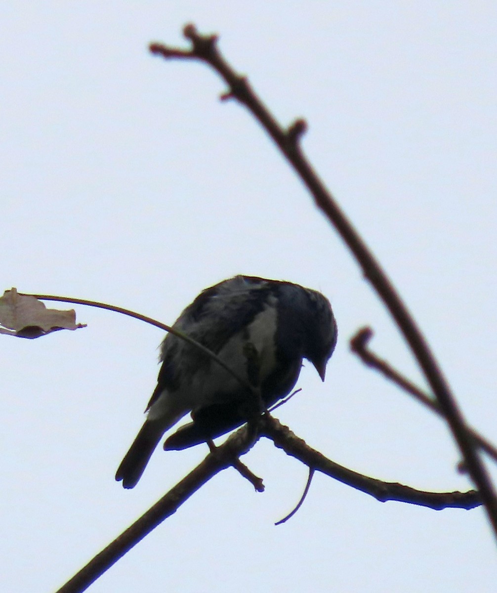 White-bellied Tanager - ML637241634