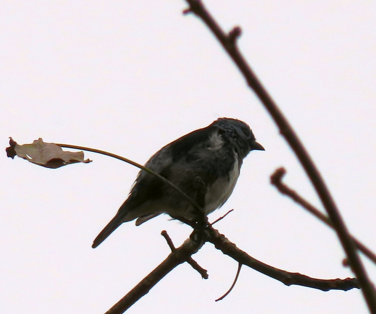 White-bellied Tanager - ML637241635