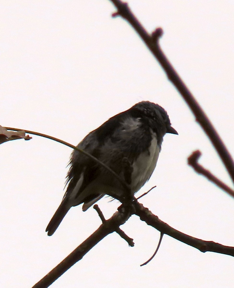 White-bellied Tanager - ML637241637