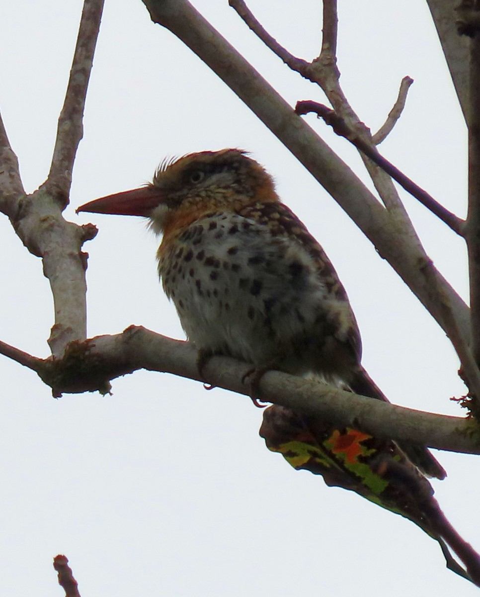 Spot-backed Puffbird - ML637241730