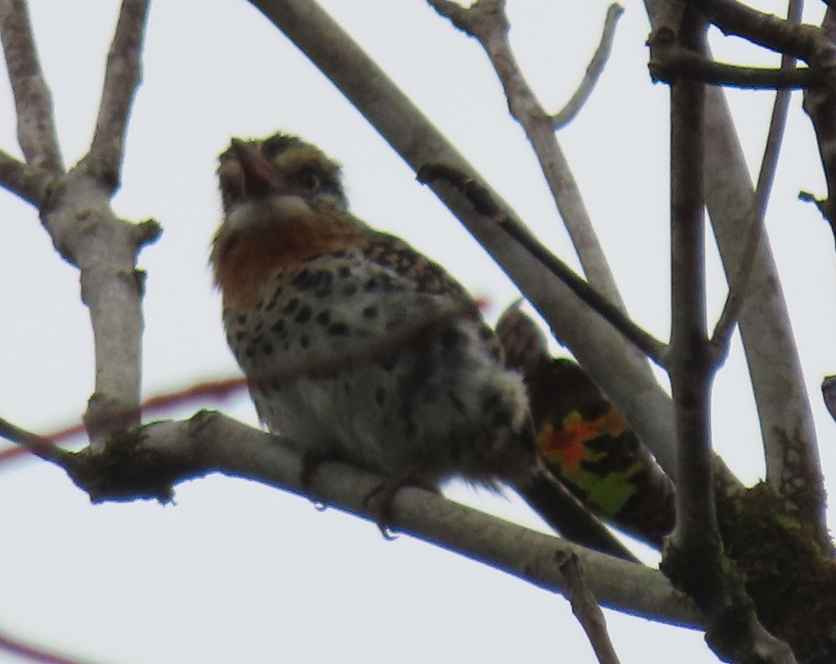 Spot-backed Puffbird - ML637241732