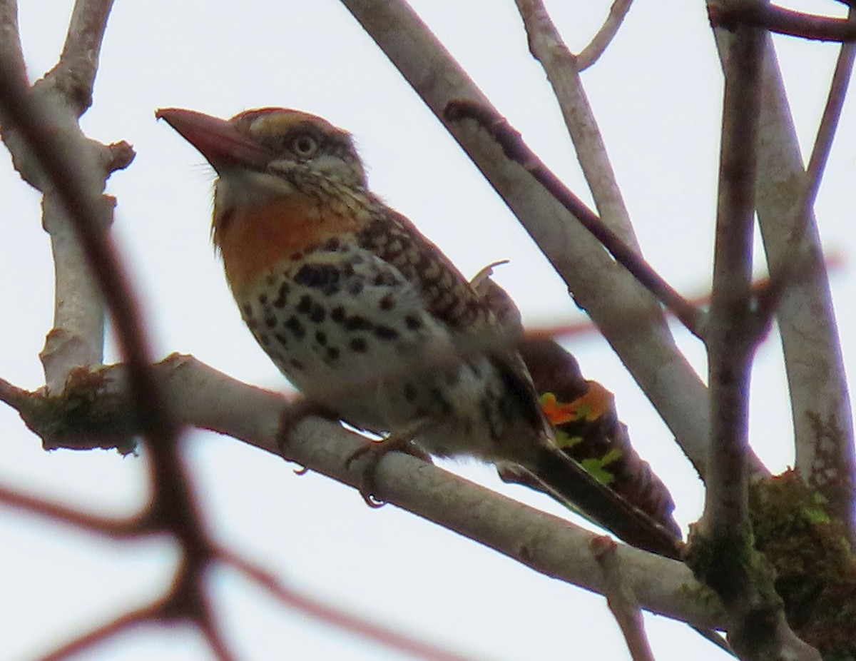 Spot-backed Puffbird - ML637241733