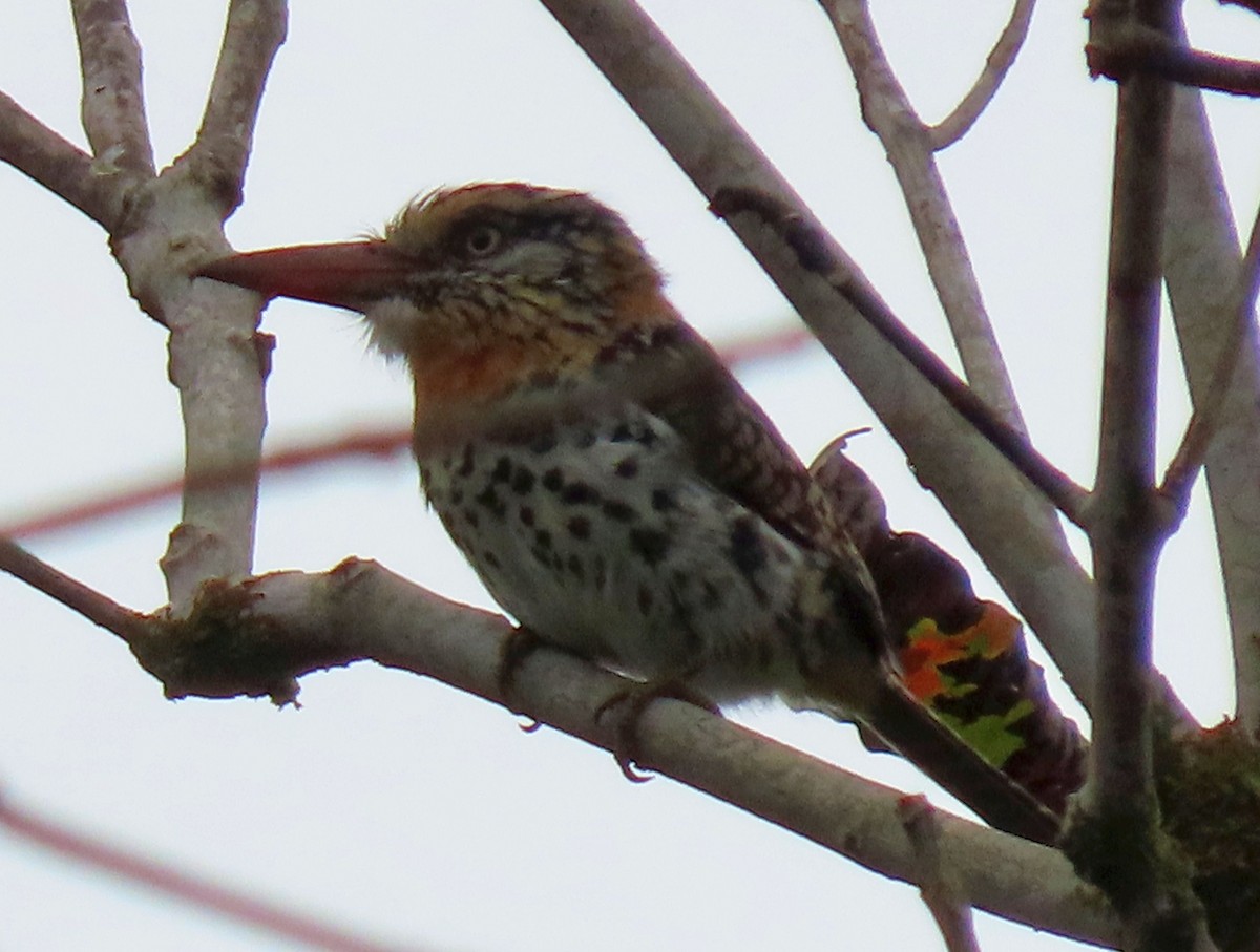 Spot-backed Puffbird - ML637241734