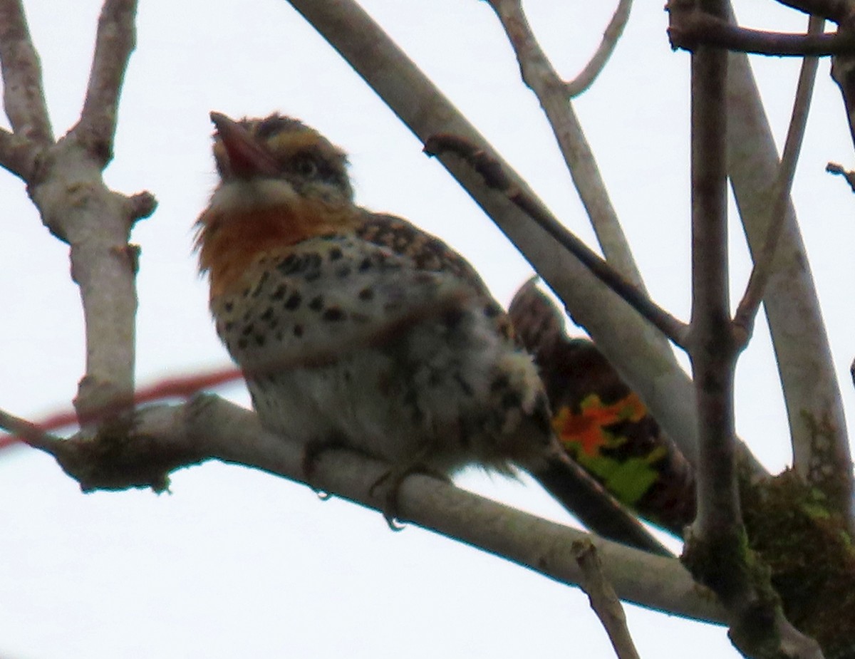 Spot-backed Puffbird - ML637241735