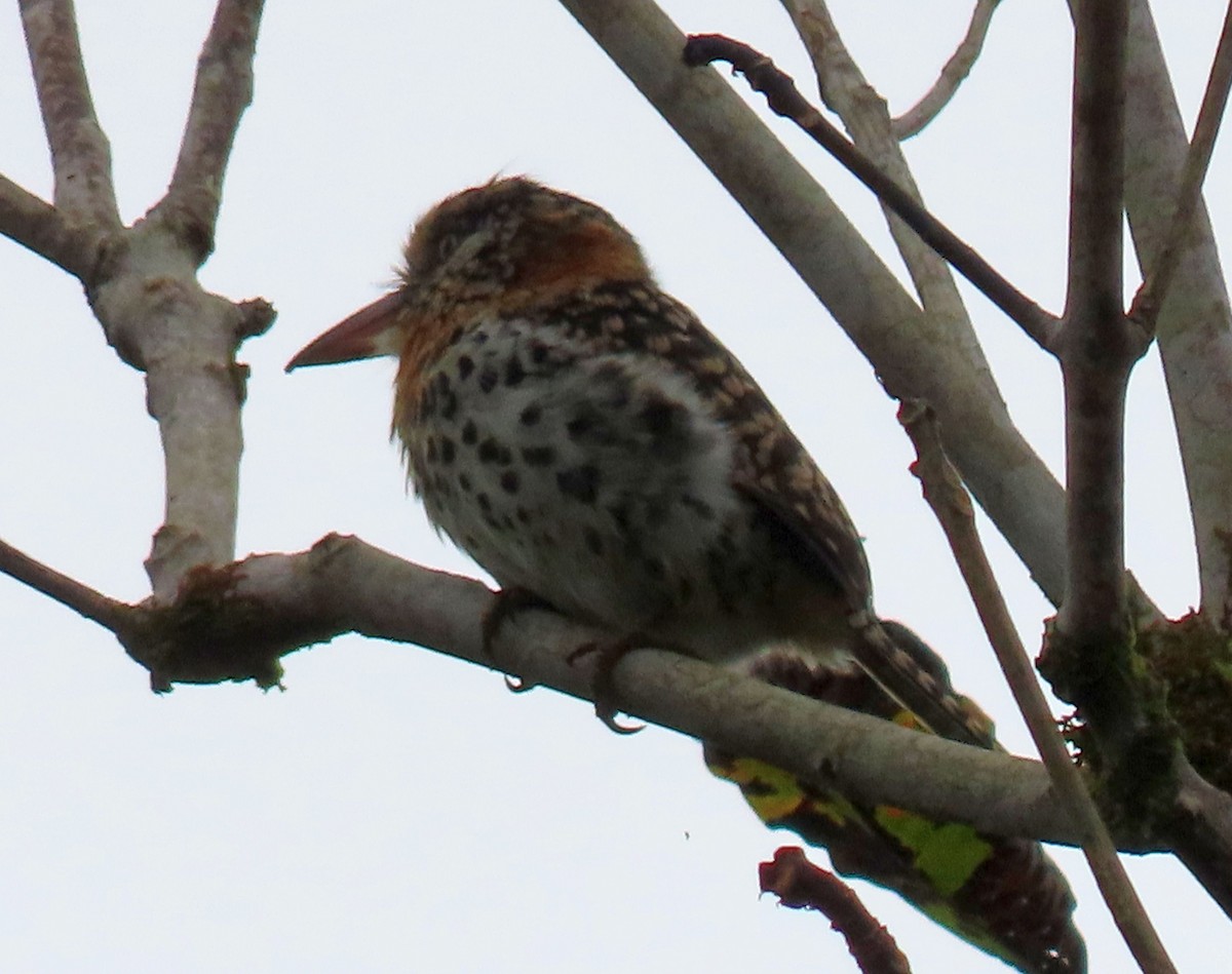Spot-backed Puffbird - ML637241743