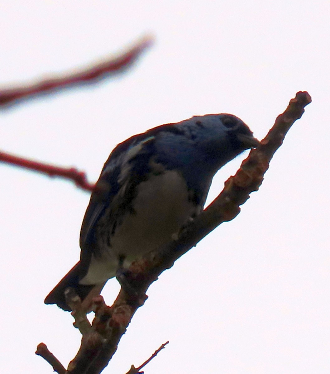White-bellied Tanager - ML637241748