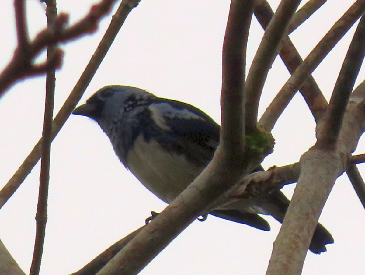 White-bellied Tanager - ML637241749