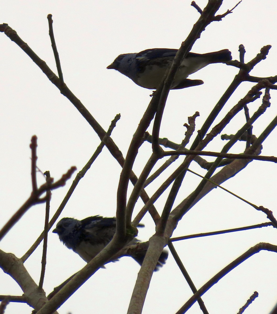 White-bellied Tanager - ML637241750