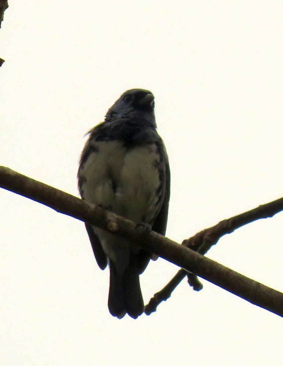 White-bellied Tanager - ML637241782