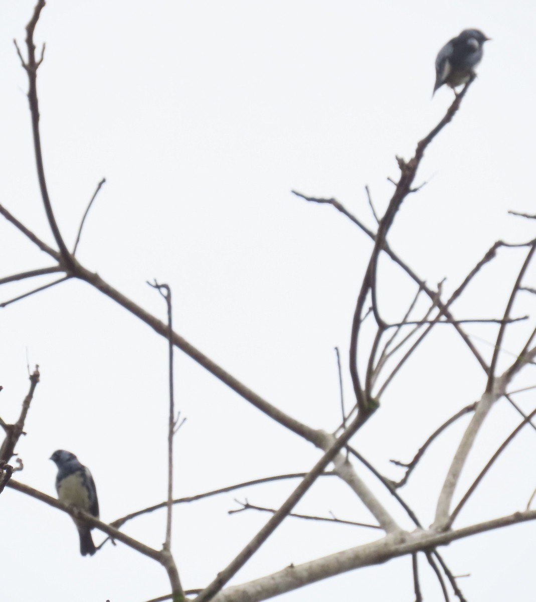 White-bellied Tanager - ML637241783