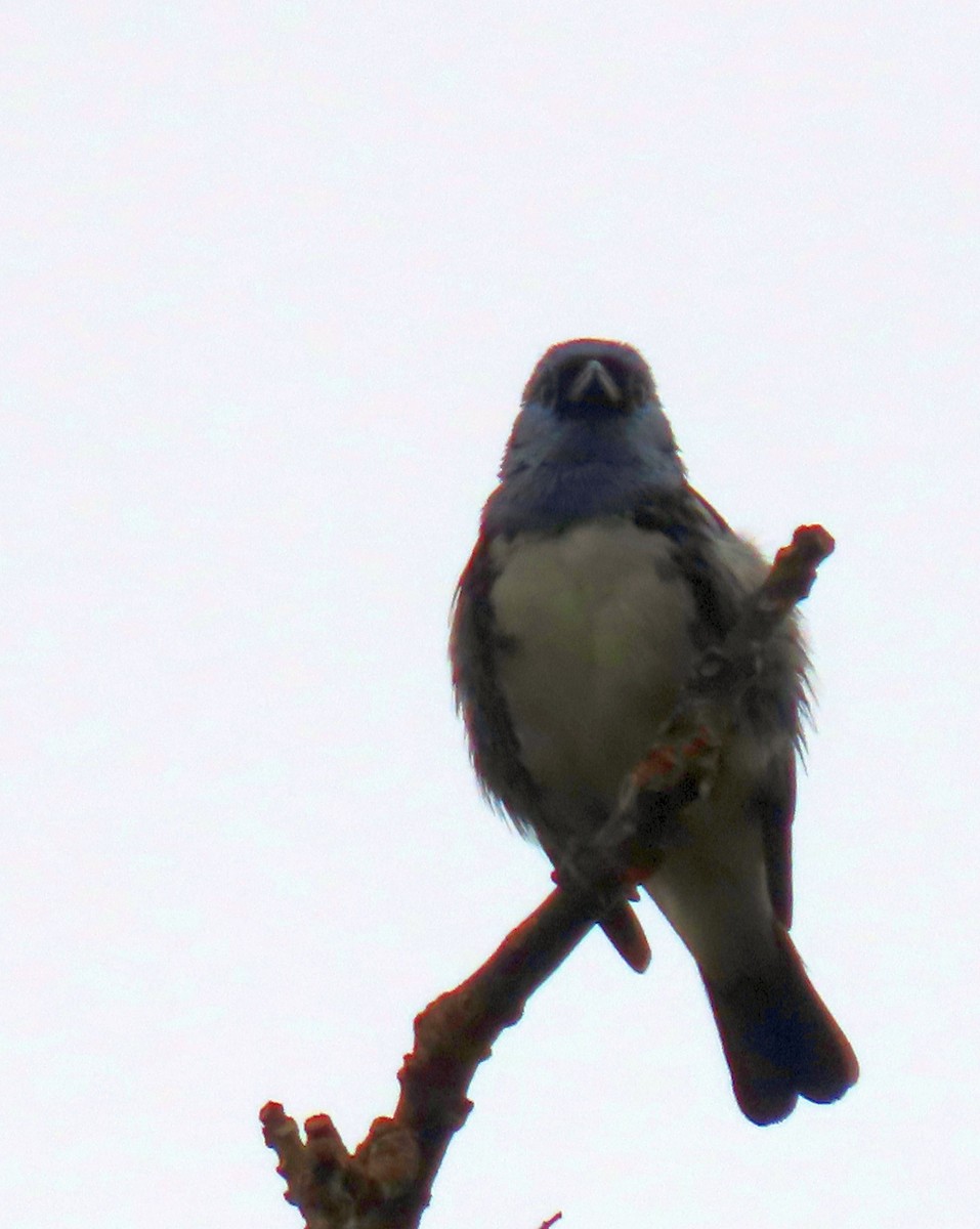 White-bellied Tanager - ML637241784