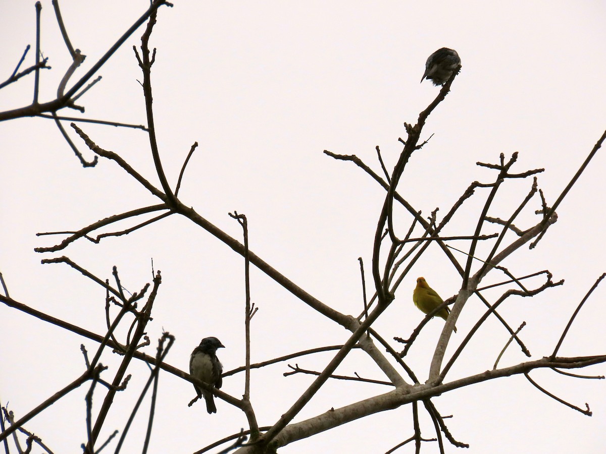 White-bellied Tanager - ML637241787