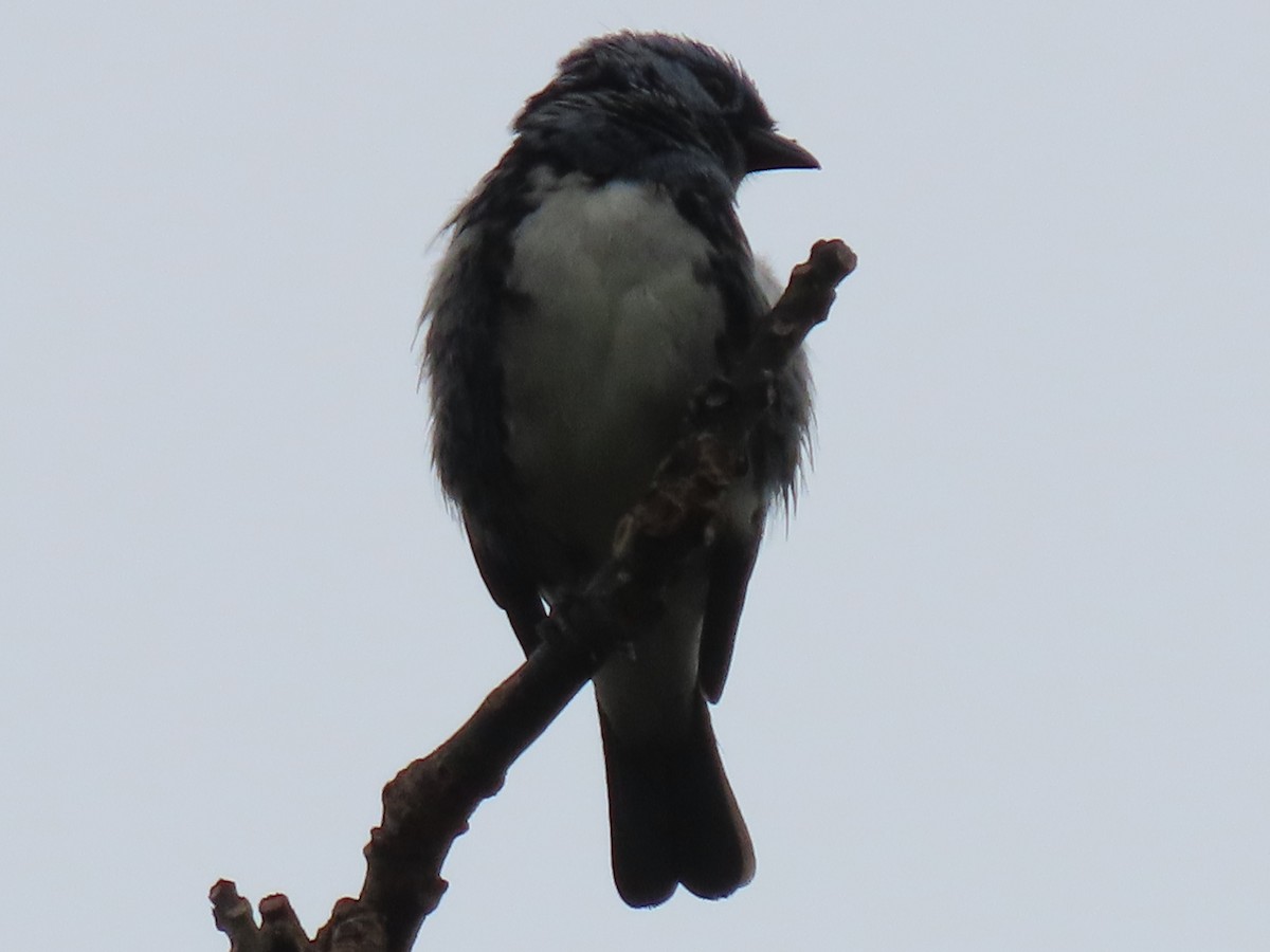 White-bellied Tanager - ML637241788