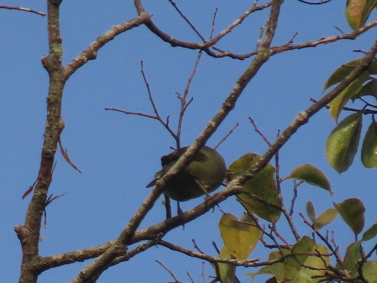 Palm Tanager - ML637241950
