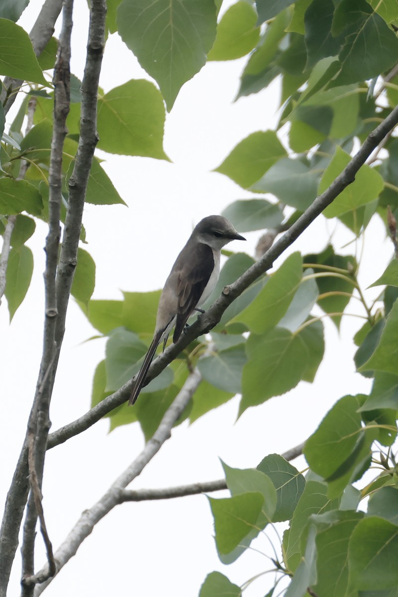 Brown-rumped Minivet - ML637241993