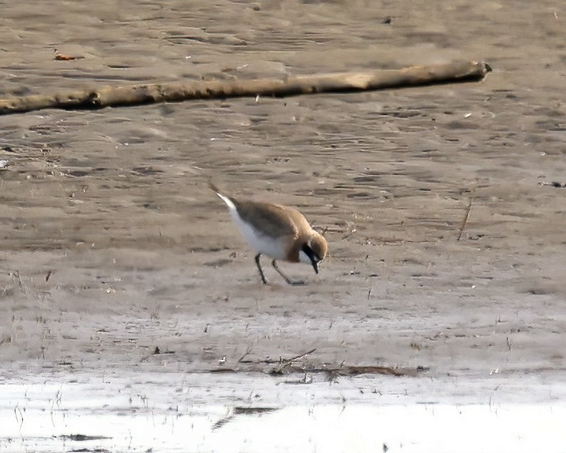 Siberian Sand-Plover - ML637242108