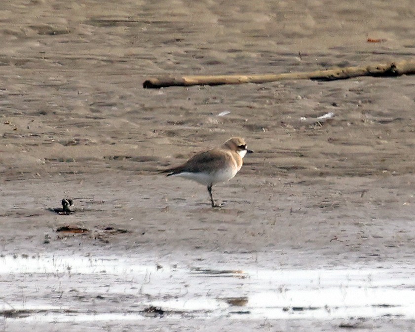 Siberian Sand-Plover - ML637242162
