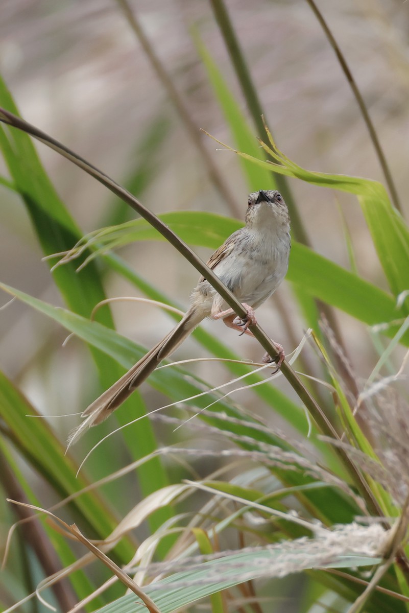 Striped Prinia - ML637242197