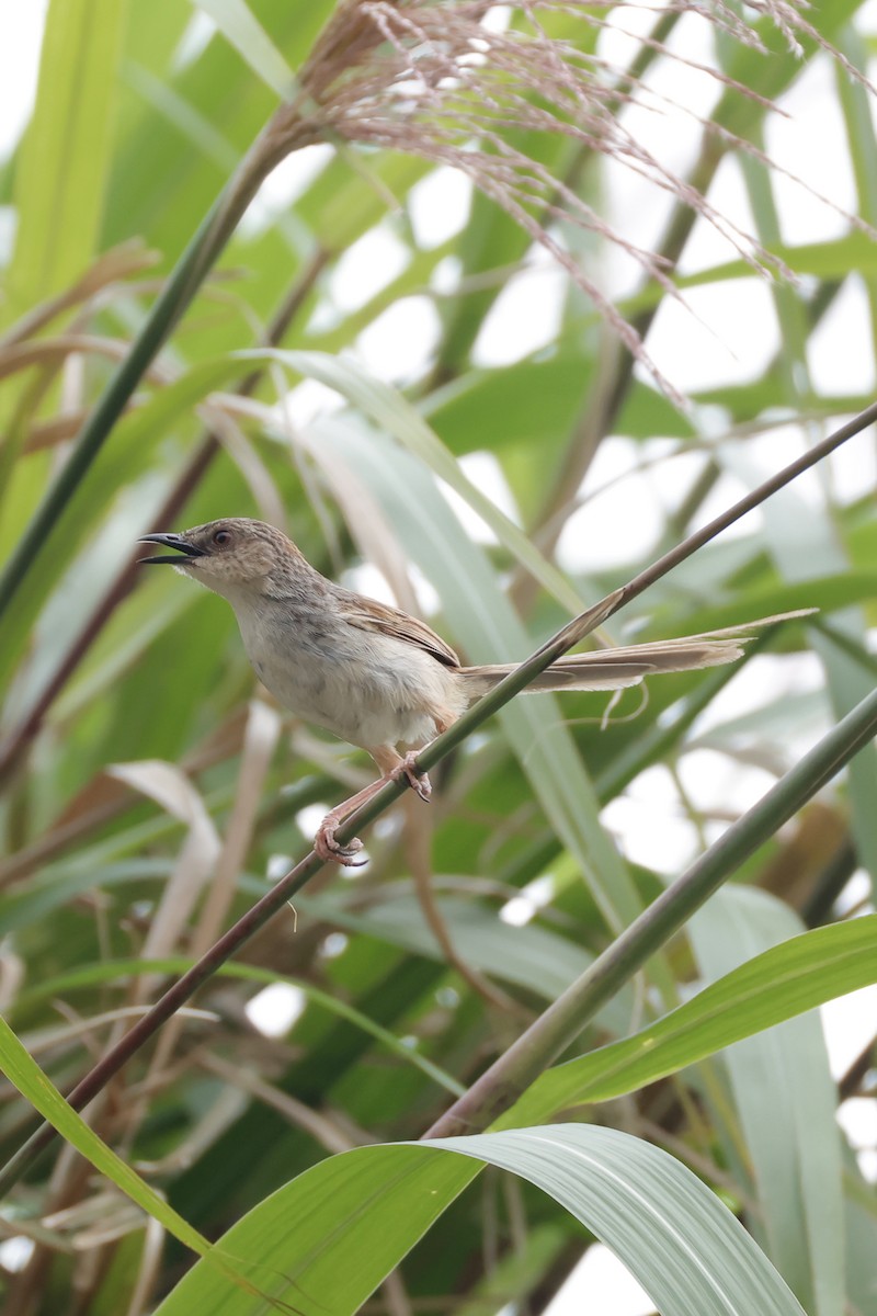 Striped Prinia - ML637242198