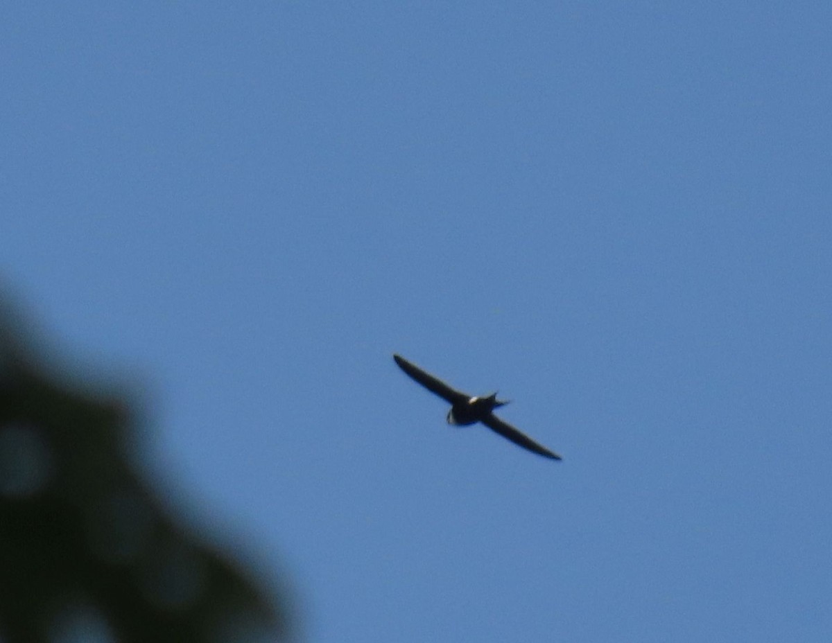 Lesser Swallow-tailed Swift - ML637242225
