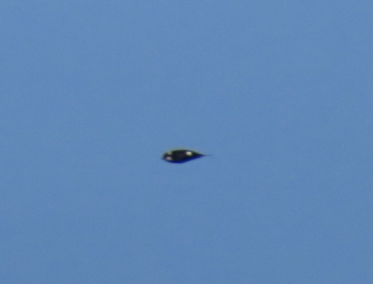 Lesser Swallow-tailed Swift - ML637242228