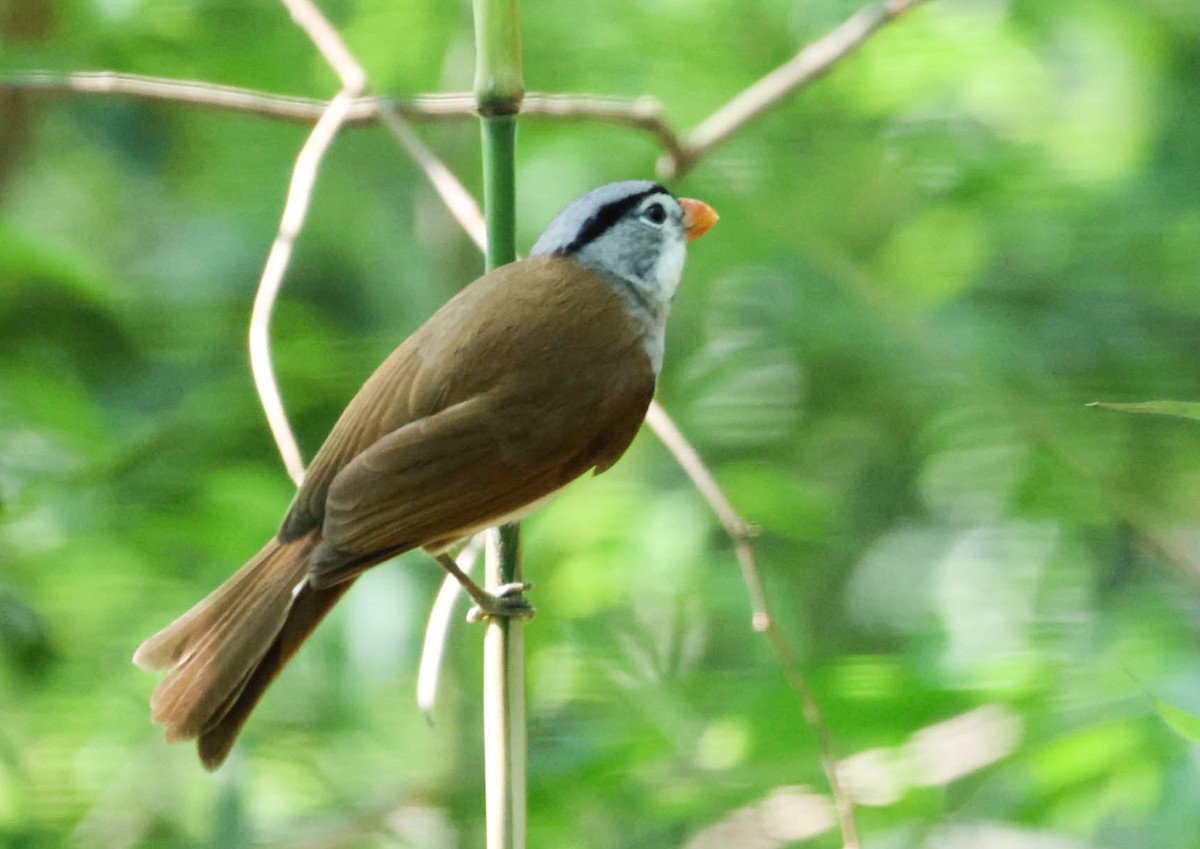 Gray-headed Parrotbill - ML637242234