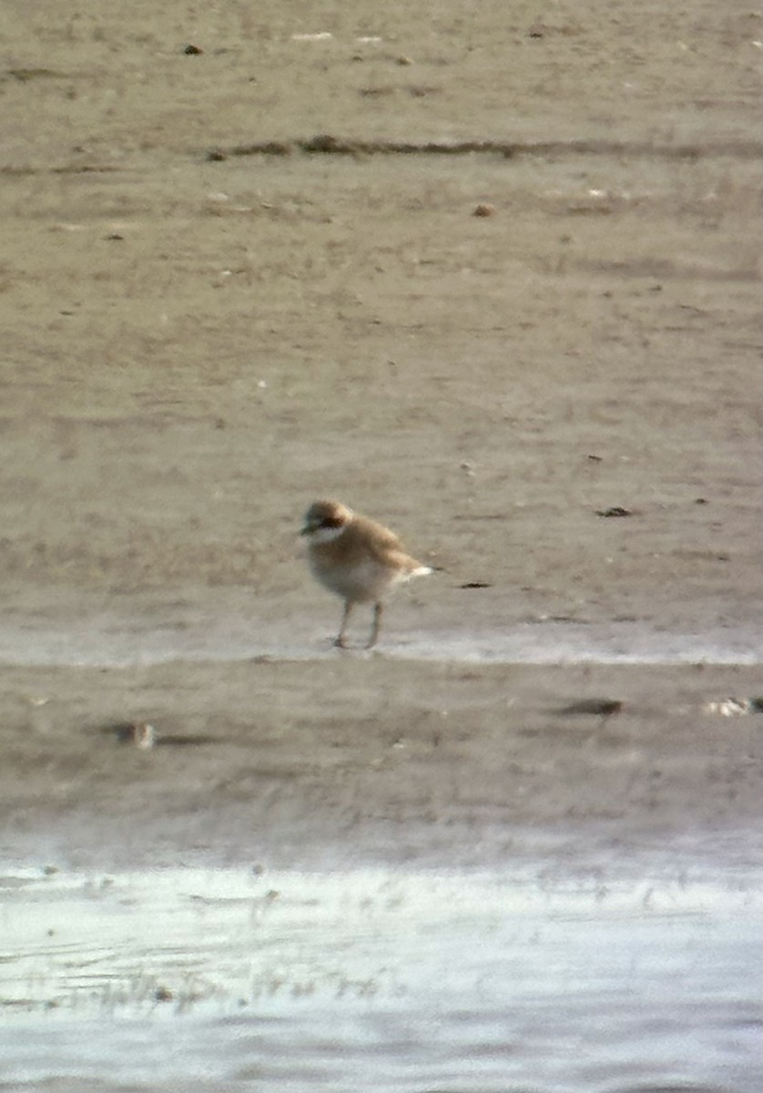 Siberian Sand-Plover - ML637242314