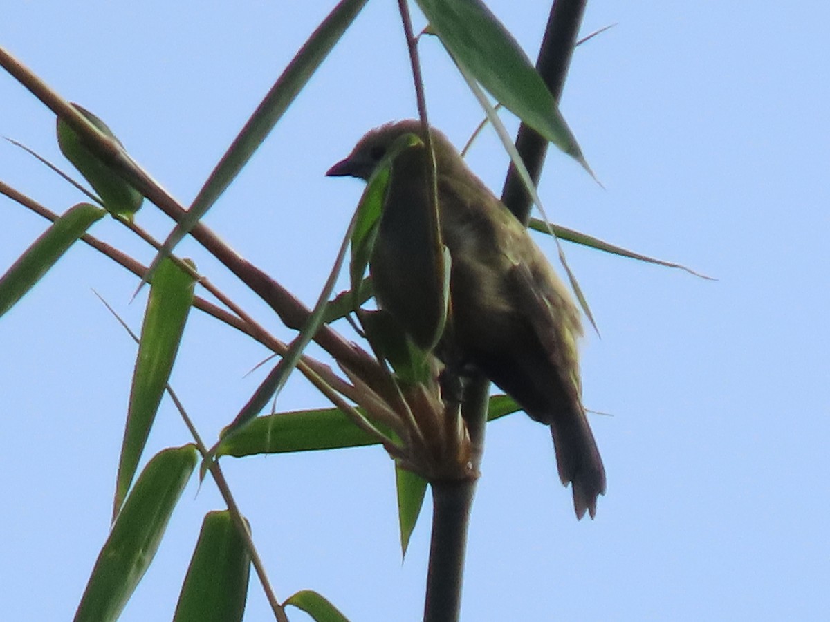Palm Tanager - ML637242321