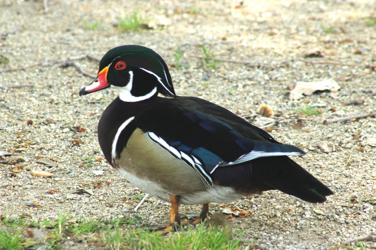 Canard branchu - ML637242385
