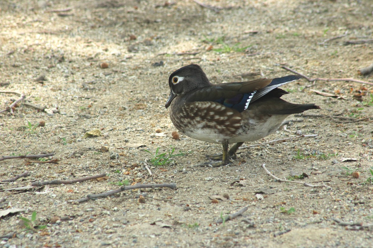 Canard branchu - ML637242386