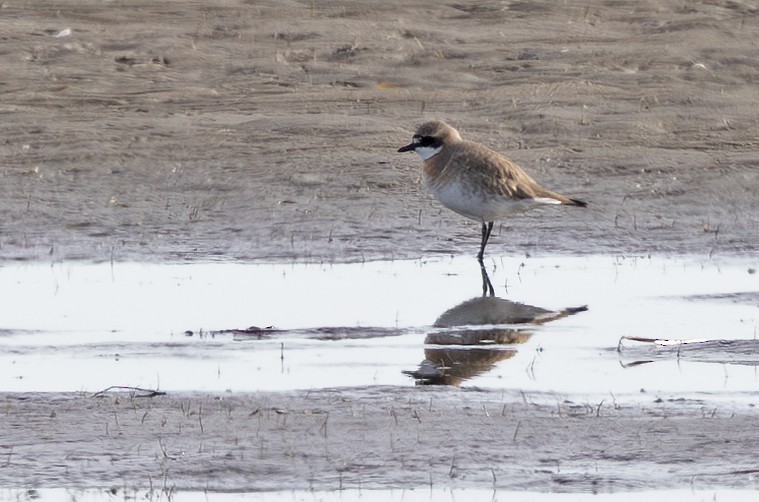Siberian Sand-Plover - ML637242410