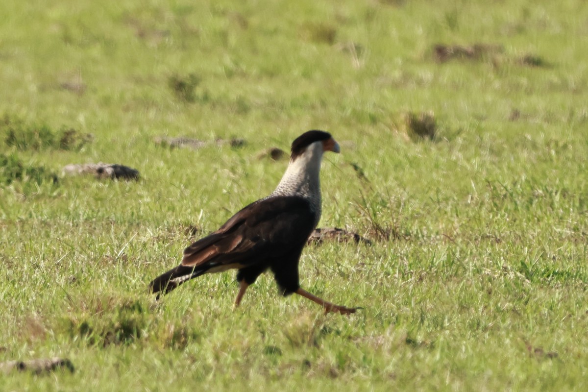 Caracara Carancho (norteño) - ML637242413