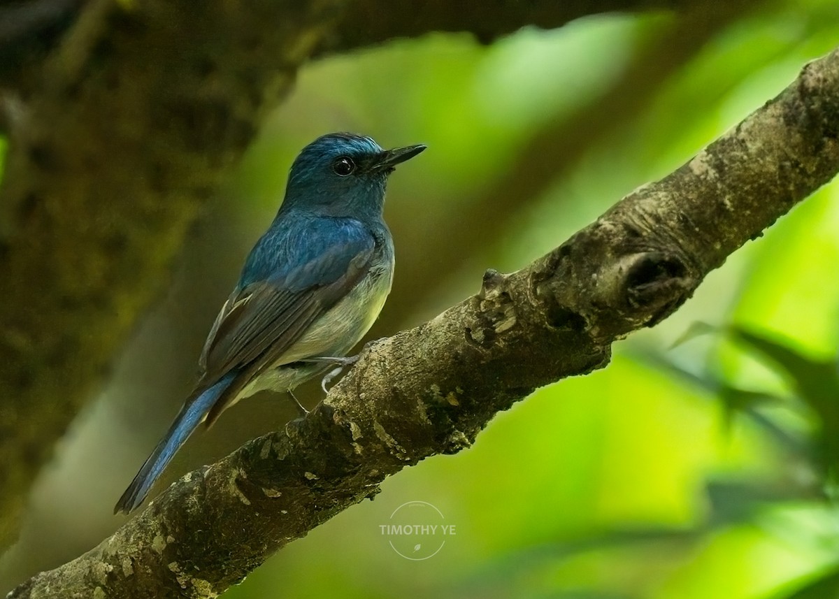 Hainan Blue Flycatcher - ML637242458