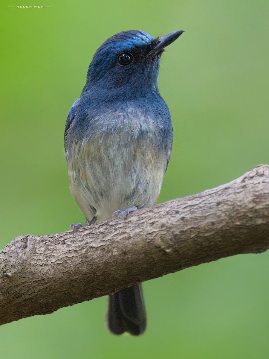 Hainan Blue Flycatcher - ML637242461