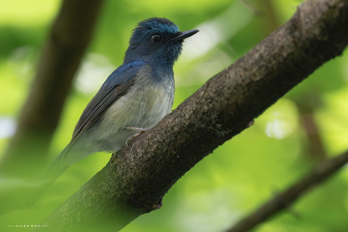 Hainan Blue Flycatcher - ML637242468
