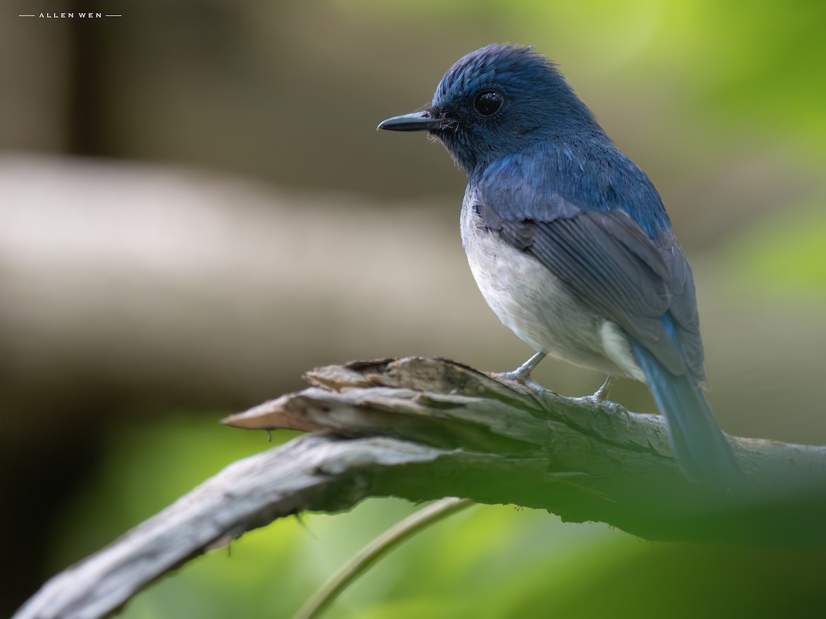 Hainan Blue Flycatcher - ML637242469
