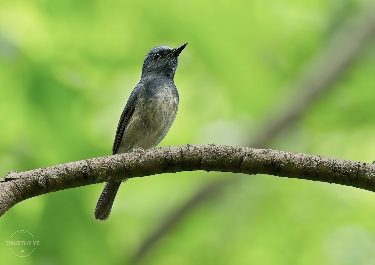 Hainan Blue Flycatcher - ML637242473