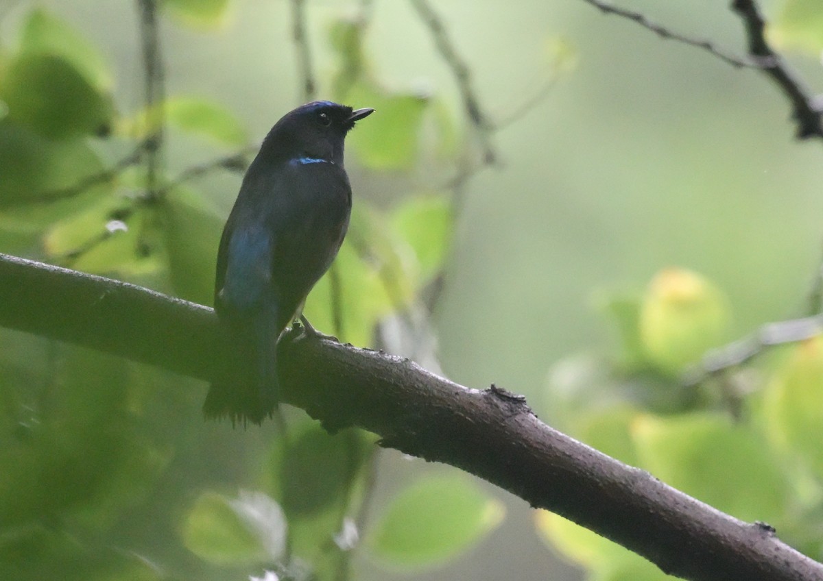 Small Niltava - ML637242585
