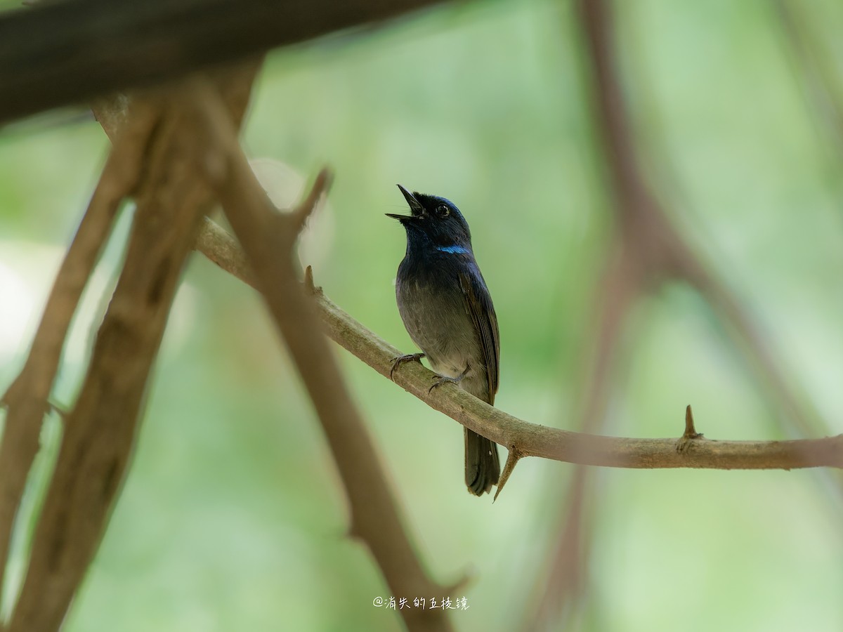 Small Niltava - ML637242596