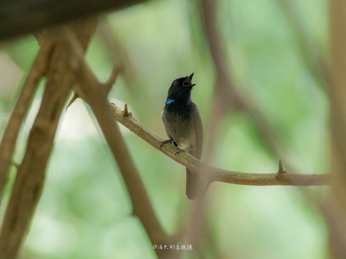Small Niltava - ML637242601