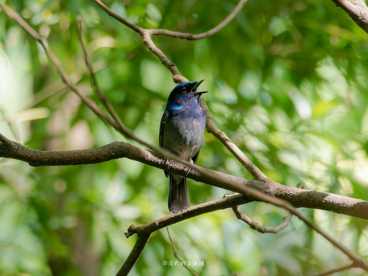 Small Niltava - ML637242602