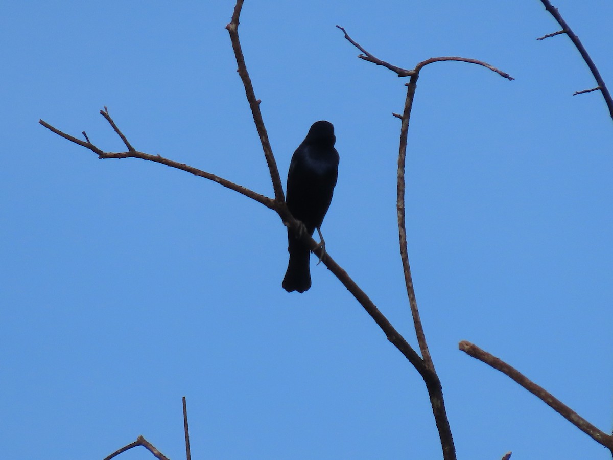 Shiny Cowbird - ML637242616