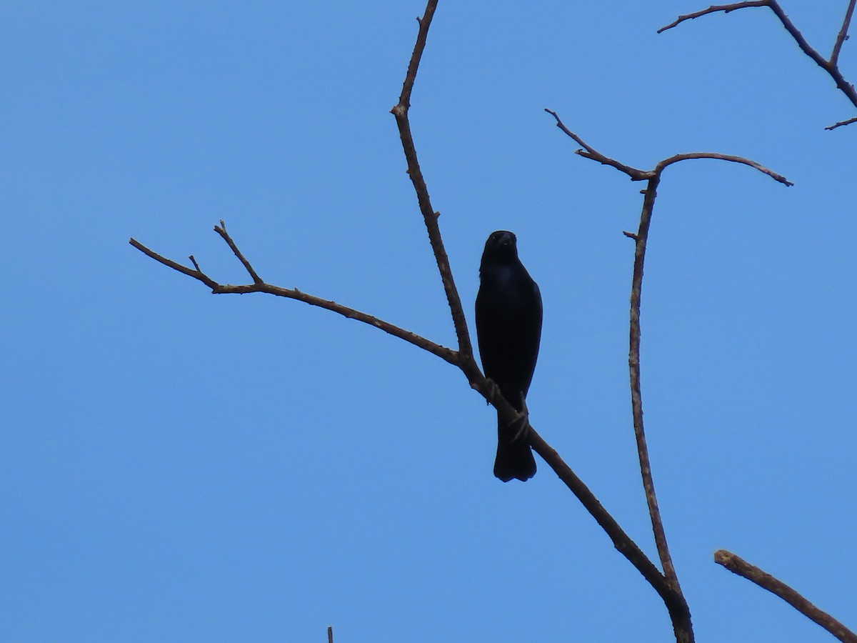 Shiny Cowbird - ML637242617