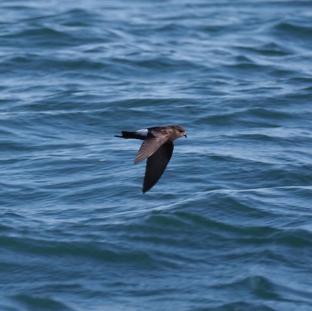 Wilson's Storm-Petrel - ML637242629