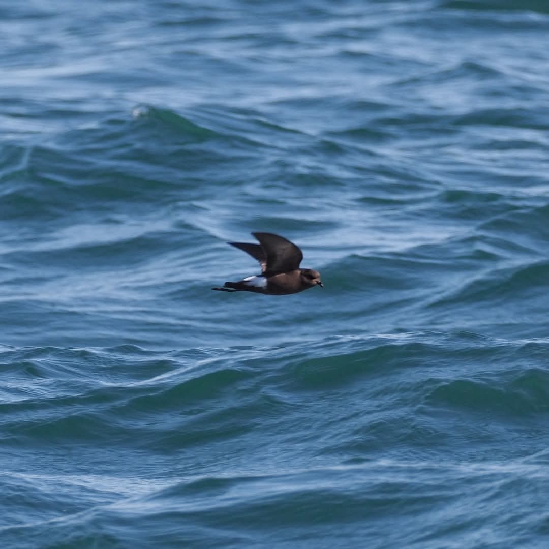 Wilson's Storm-Petrel - ML637242630