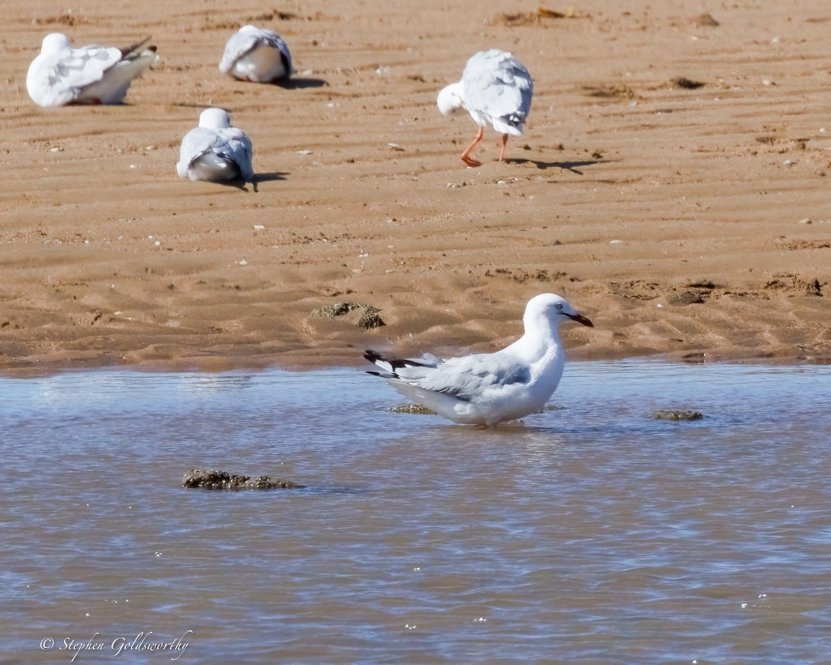 Gaviota Plateada - ML637242652