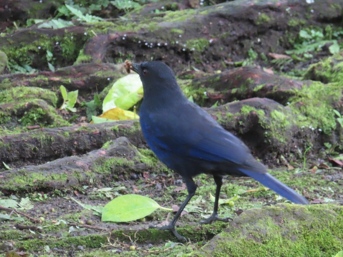 Taiwan Whistling-Thrush - ML637242683